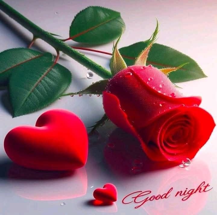cute good night rose photos