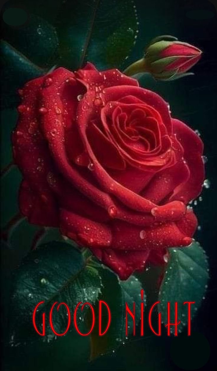 good night rose images