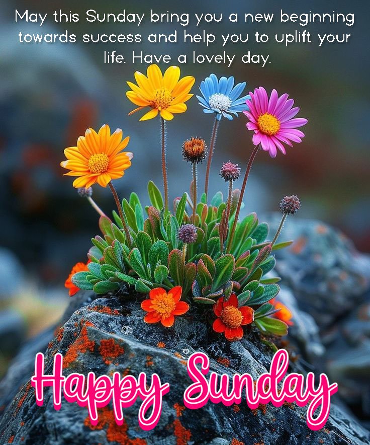 happy sunday good morning