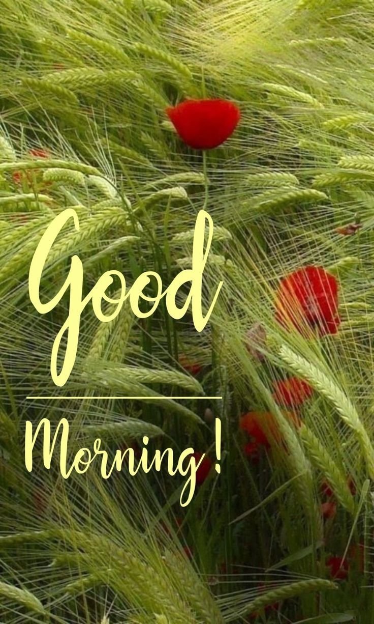 good morning photos hd